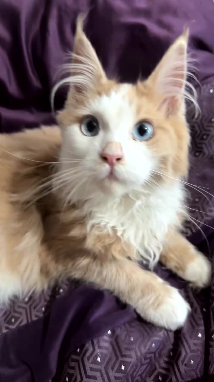 Maine Coon cats for sale: Blue eyed maine coon girl for sale  - Video 1
