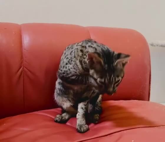 Savannah cats for sale: F7 brown & charcoal spotted savannah kittens - Video 2
