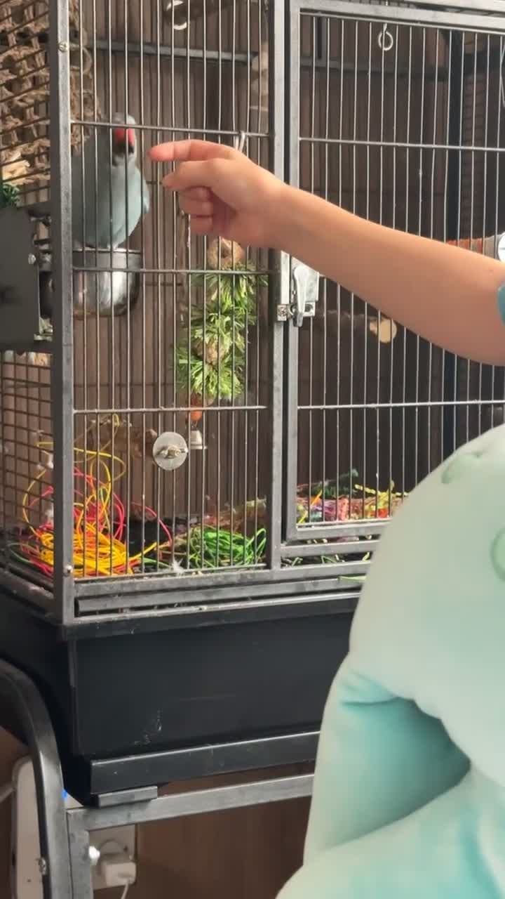 Ringnecks birds for sale: blue indian ringneck parrot in Leicester - Video 3