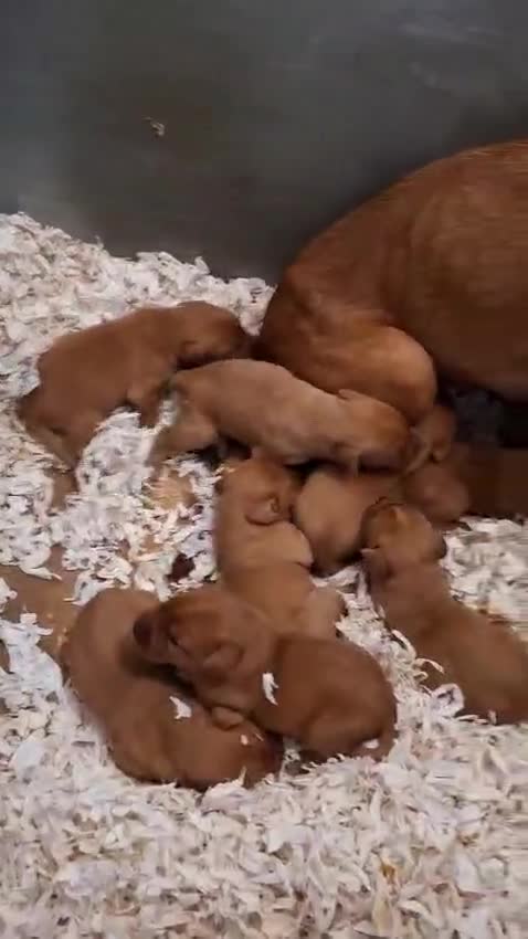 Labrador Retriever dogs for sale: Dark Red Lab Pups 5⭐ Licensed Breeder KC Reg - Video 1