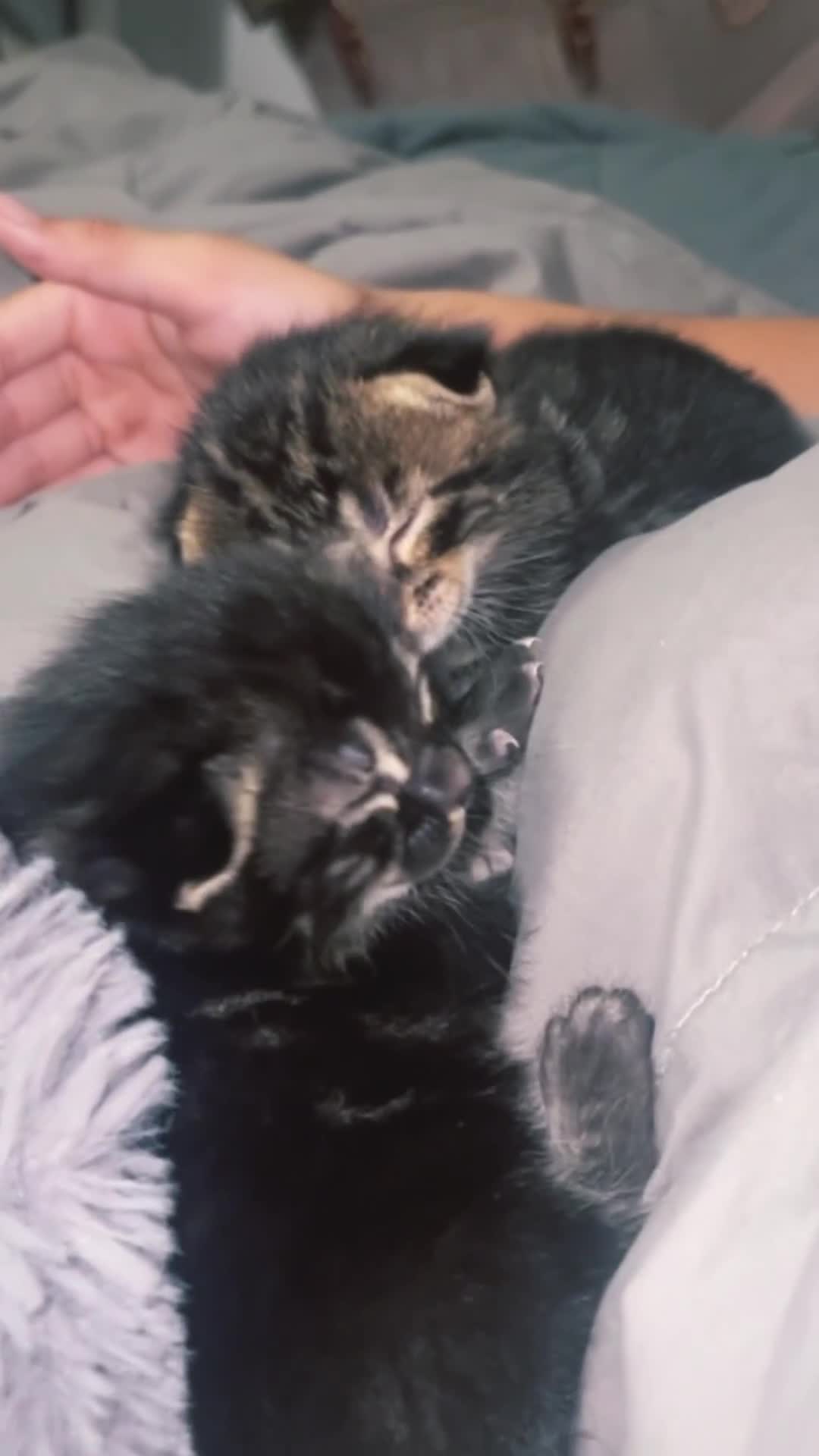 Mixed Breed cats for sale: Rare black blue eye bengal kittens - Video 2