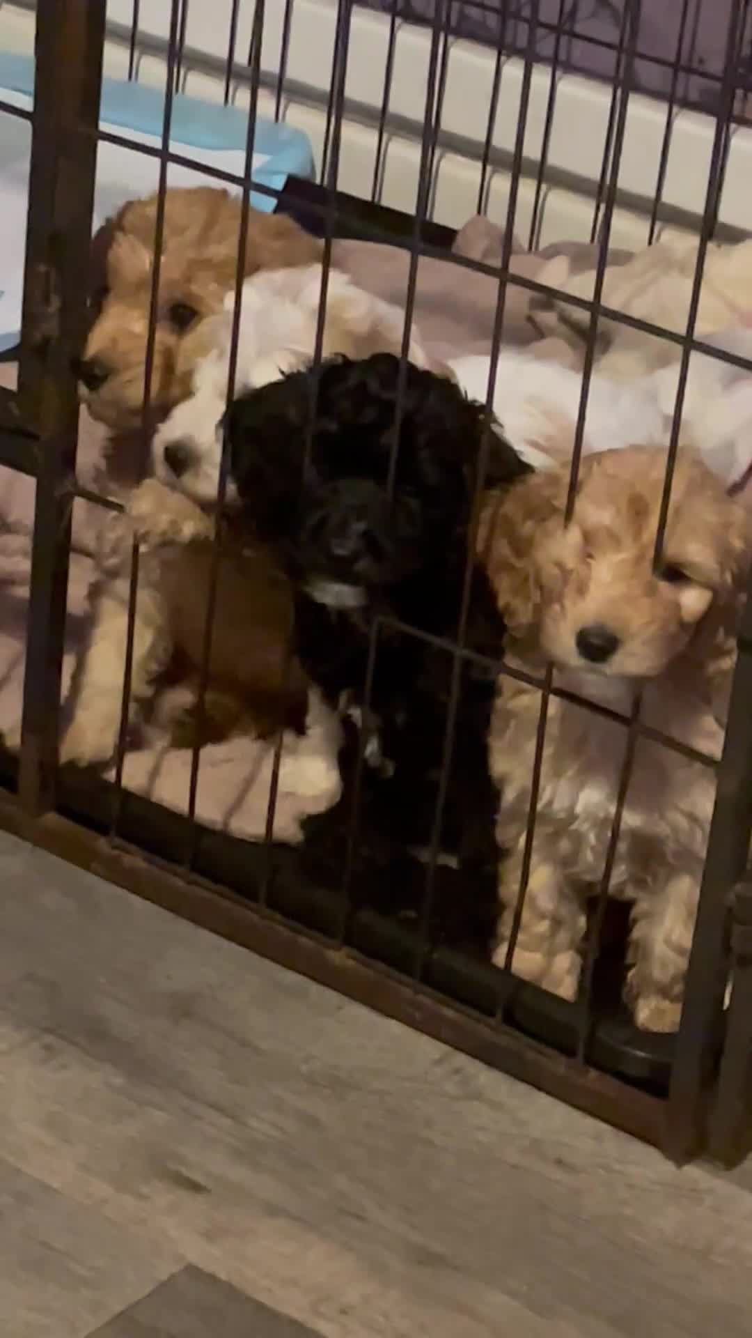 Cockapoo dogs for sale: Cockerpoos - Video 3