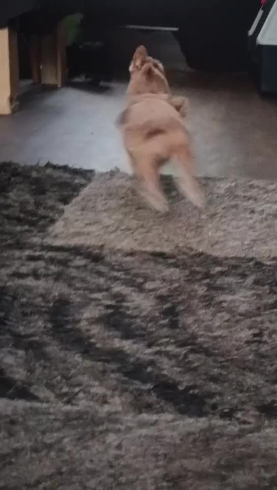 Cava Tzu dogs for sale: Cava-Tzu pups - Video 4