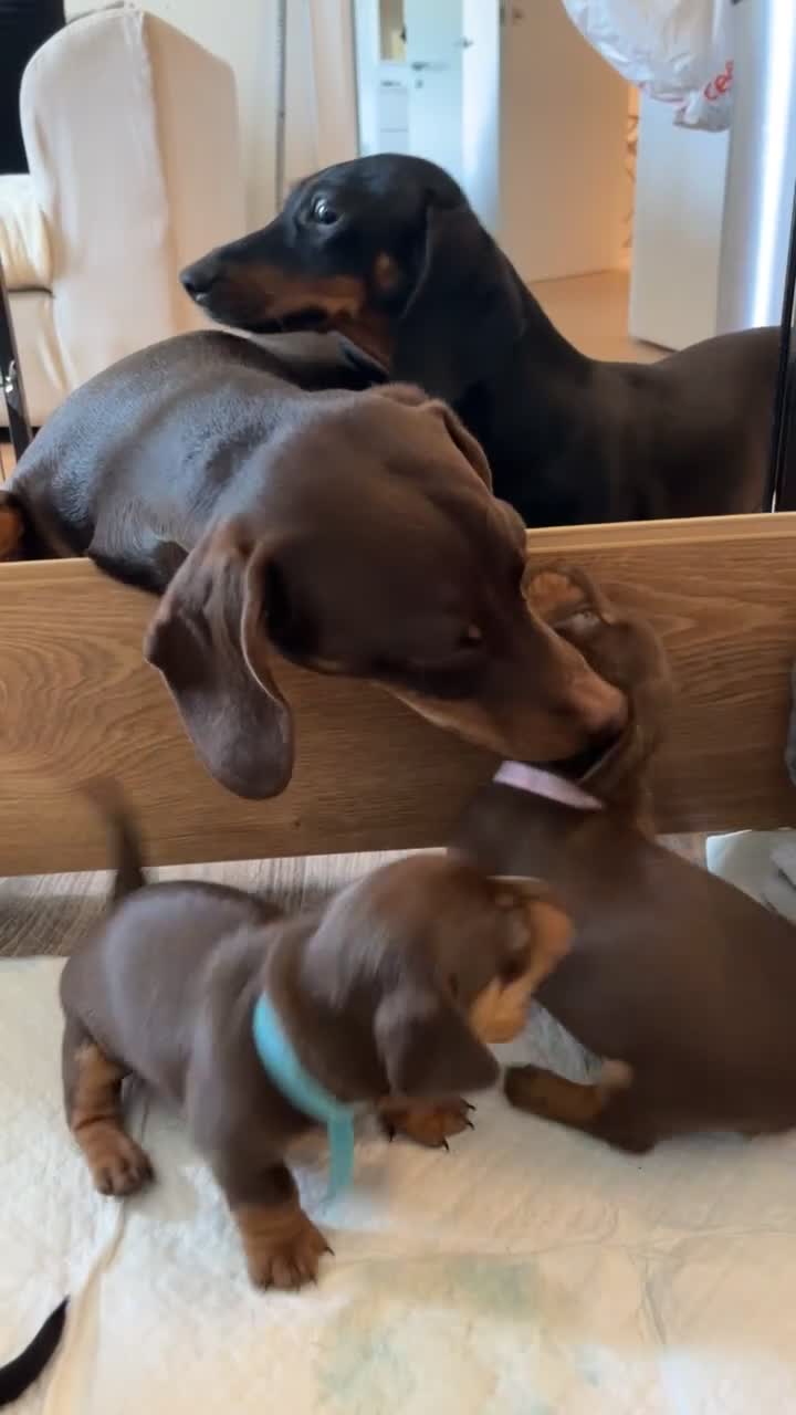 Dachshund dogs for sale: 4 Beautiful Dachshund Puppies - Video 2
