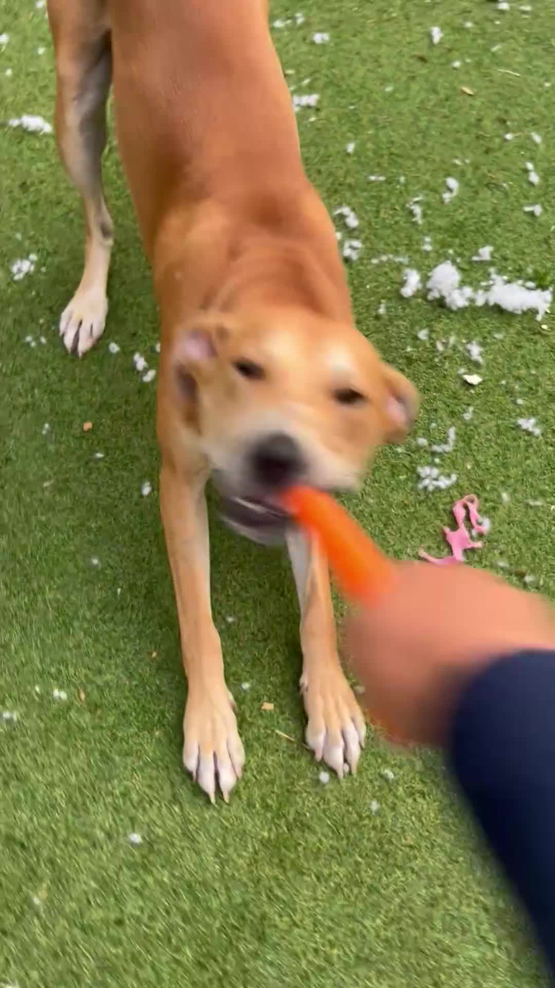 Lurcher dogs for sale: Reggie💙  - Video 1