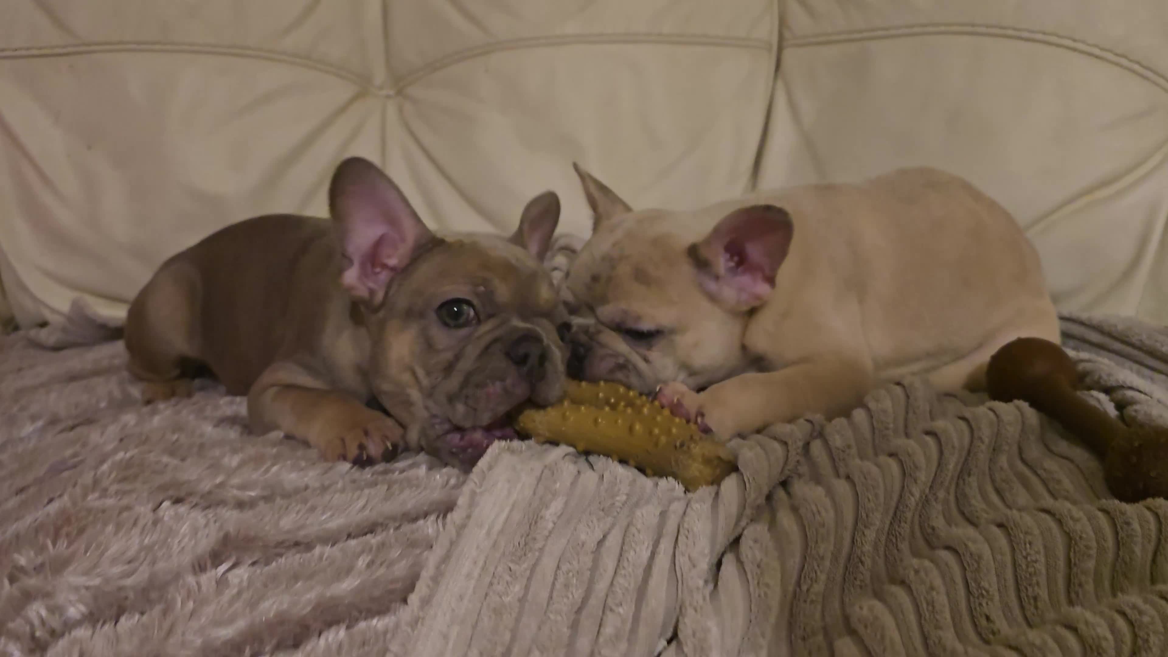 French Bulldog dogs for sale: Elsa Girl - Video 3