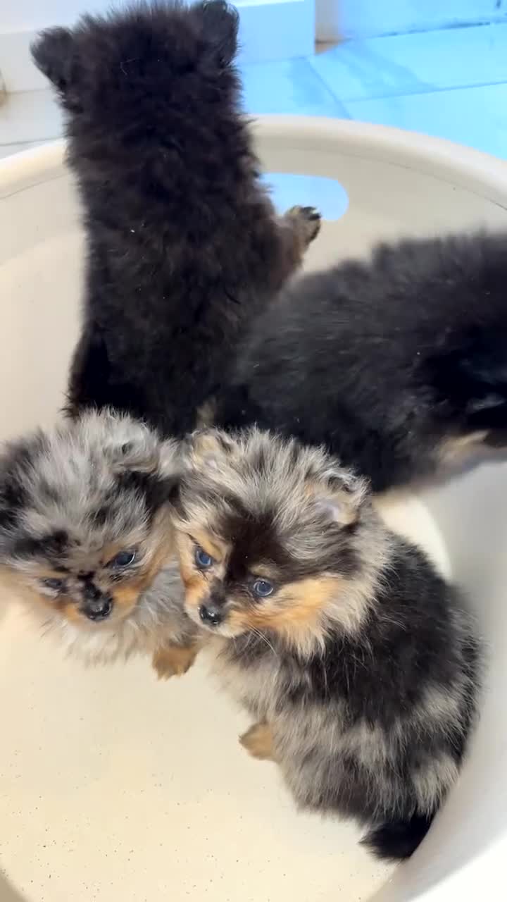 Pomeranian dogs for sale: Merle Pomeranians - Video 1