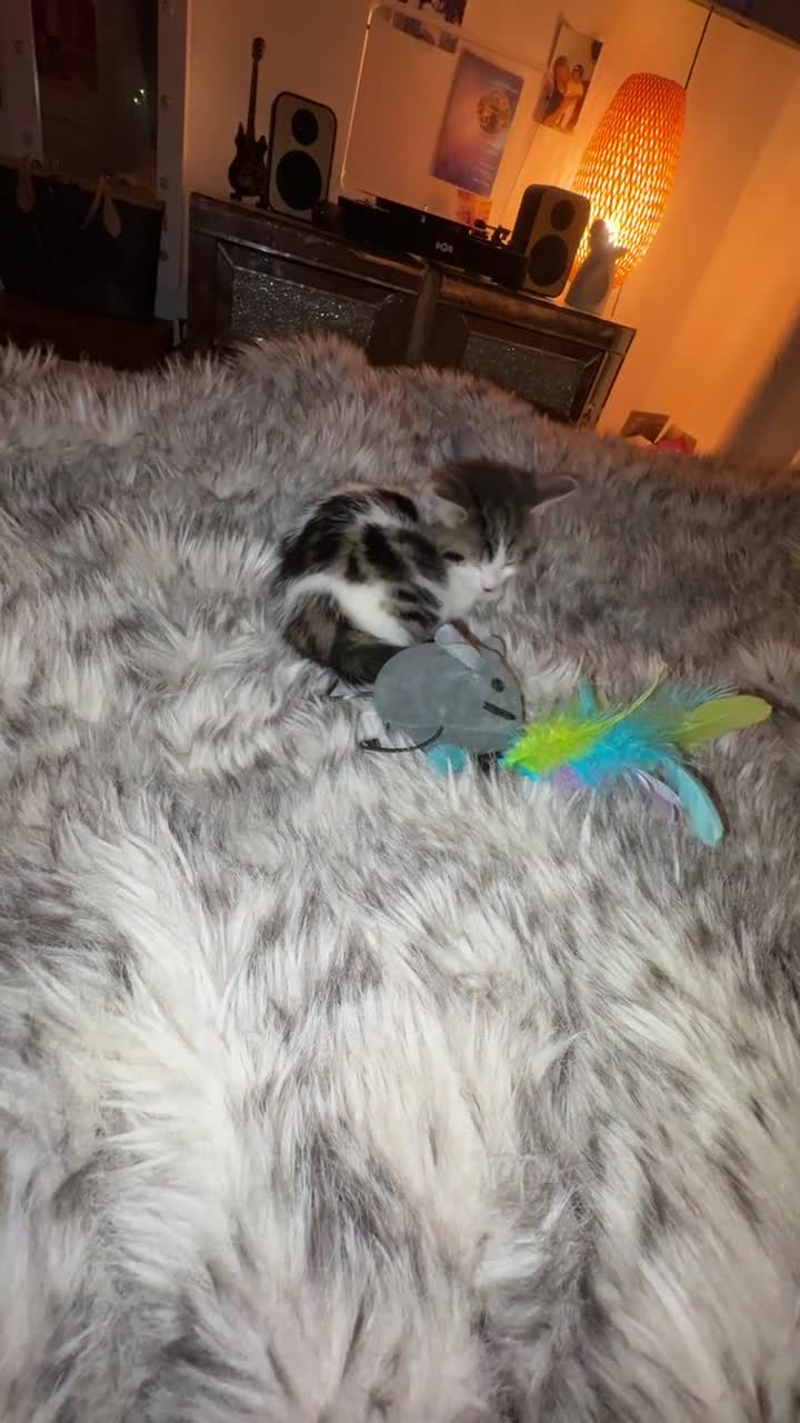 Mixed Breed cats for sale: Beautiful kitten - Video 1