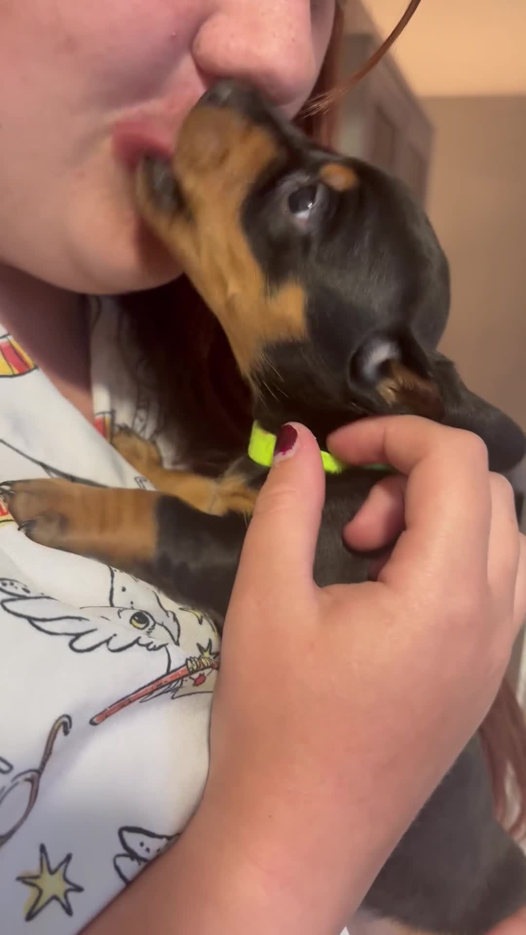 Miniature Dachshund dogs for sale: Miniature dachshund puppy last boy - Video 3