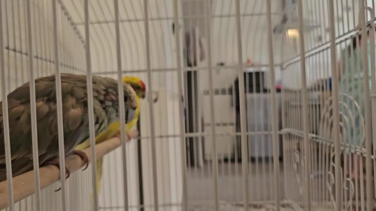 Parakeets birds for sale: kākāriki (New Zealand parakeets) in Nottingham - Video 1