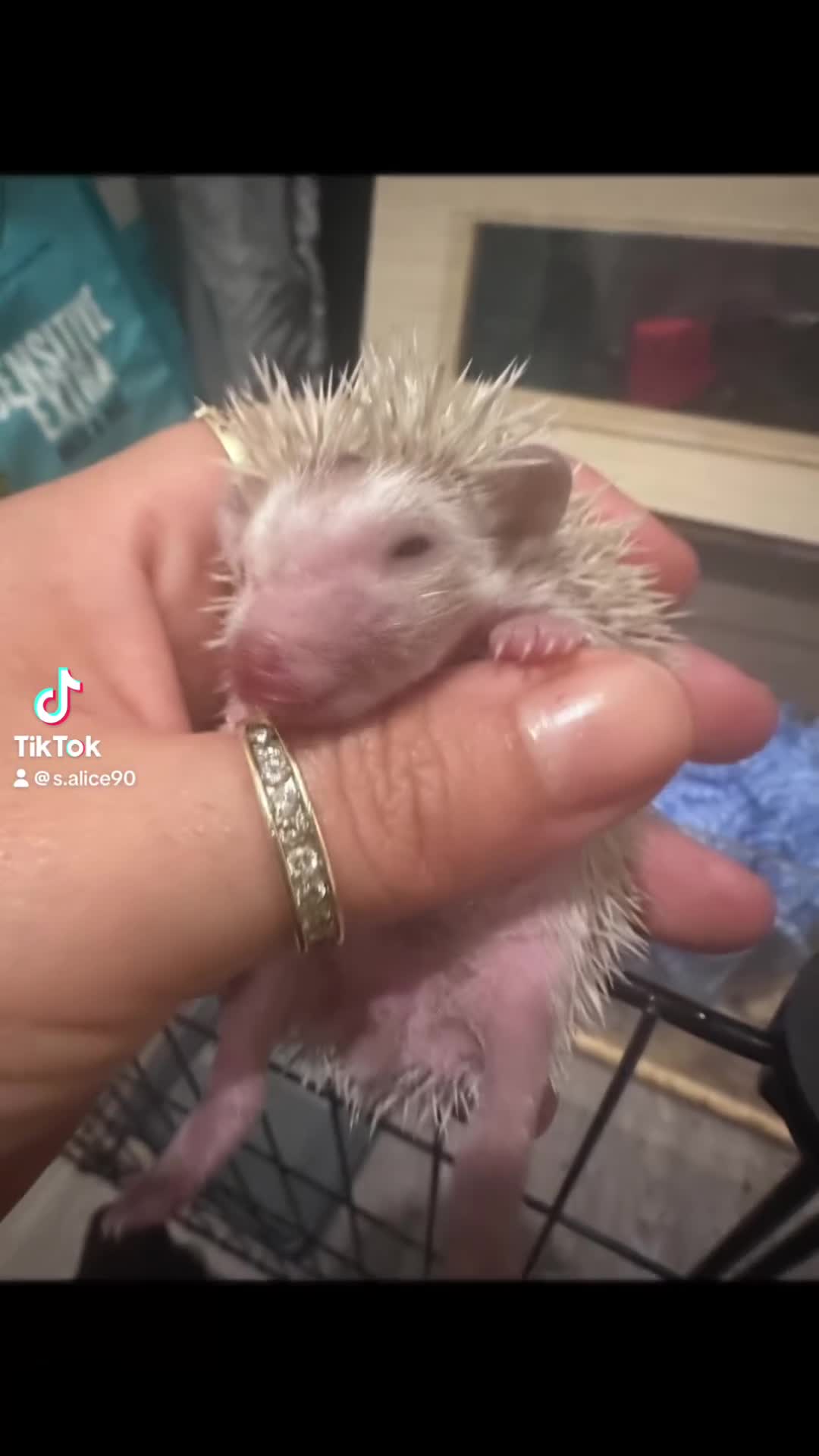 Pygmy Hedgehog rodents for sale: Pygmy hedgehogs  - Video 1
