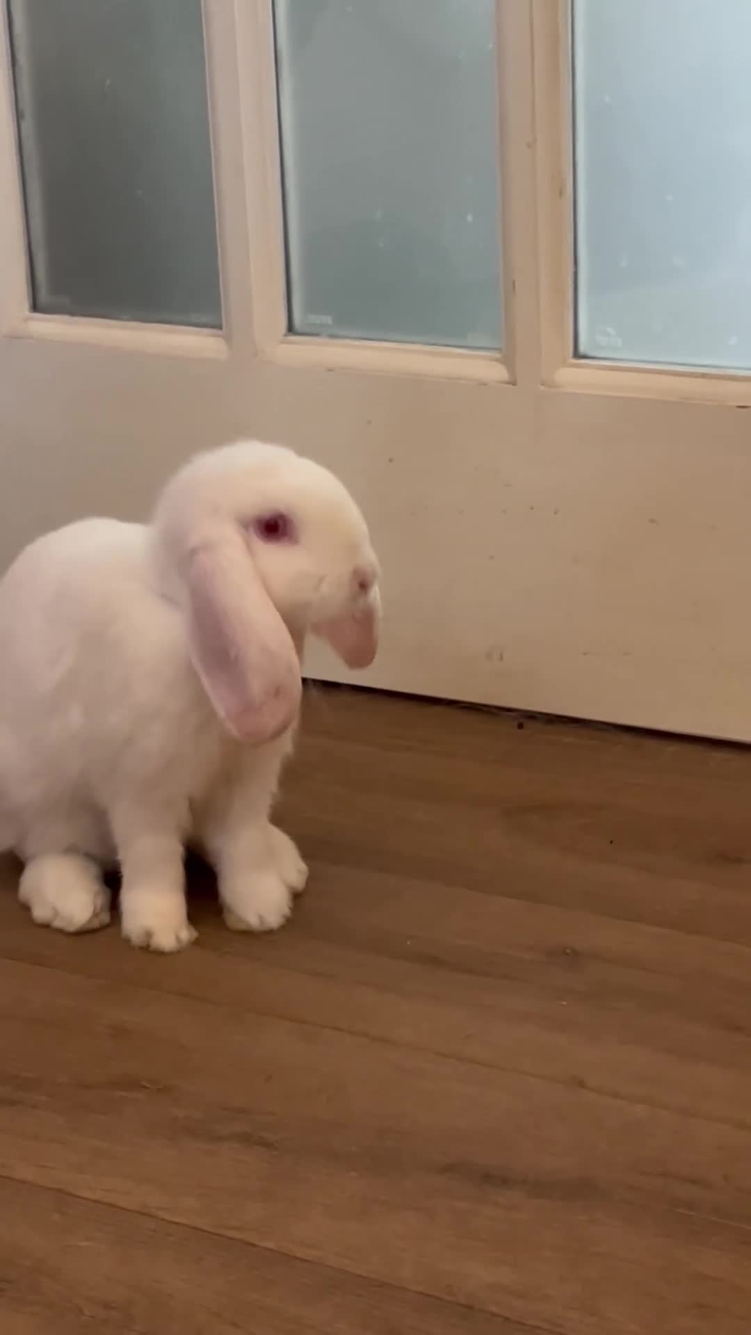 Mini Lop rabbits for sale: Lovely Mini Lop Babies - Video 1