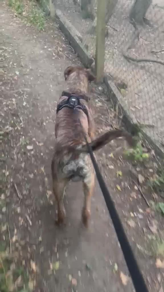 Presa Canario dogs for sale: Male Presa Canario 10 months old. in High Wycombe - Video 1