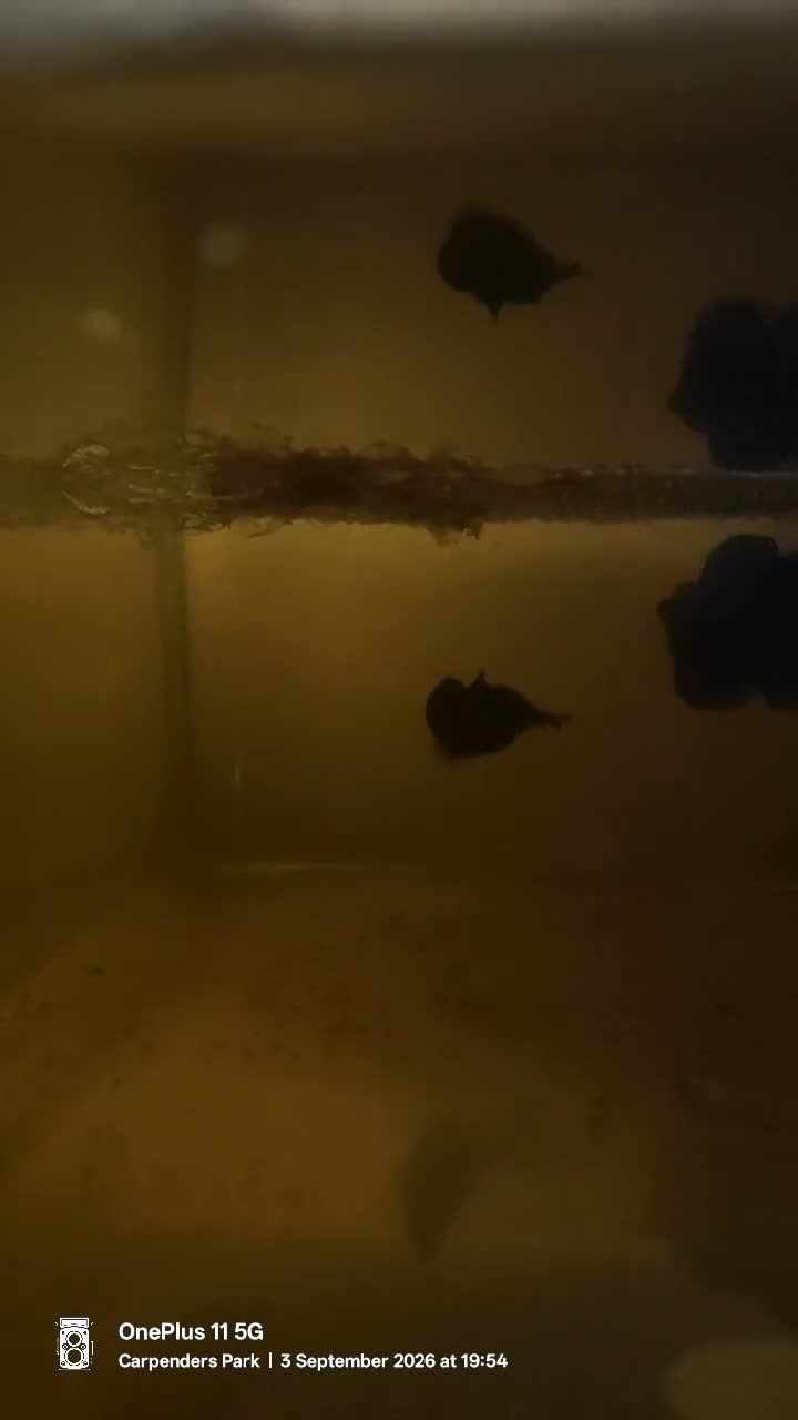 Bettas fish for sale: Giant female betta with  betta foods  in Watford - Video 2
