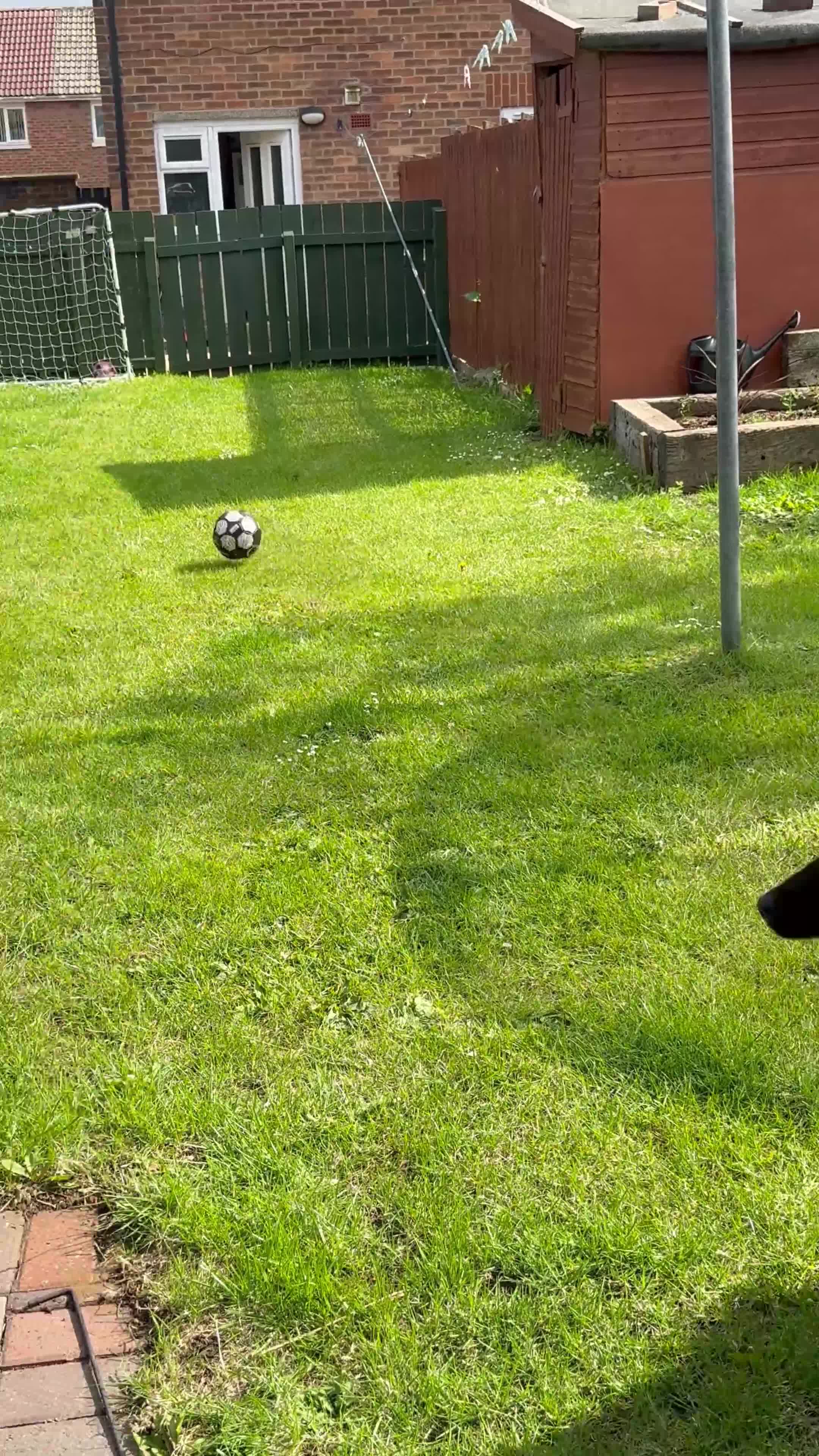 Eurasier dogs for sale: Eurasier for sale  in Peterlee - Video 1