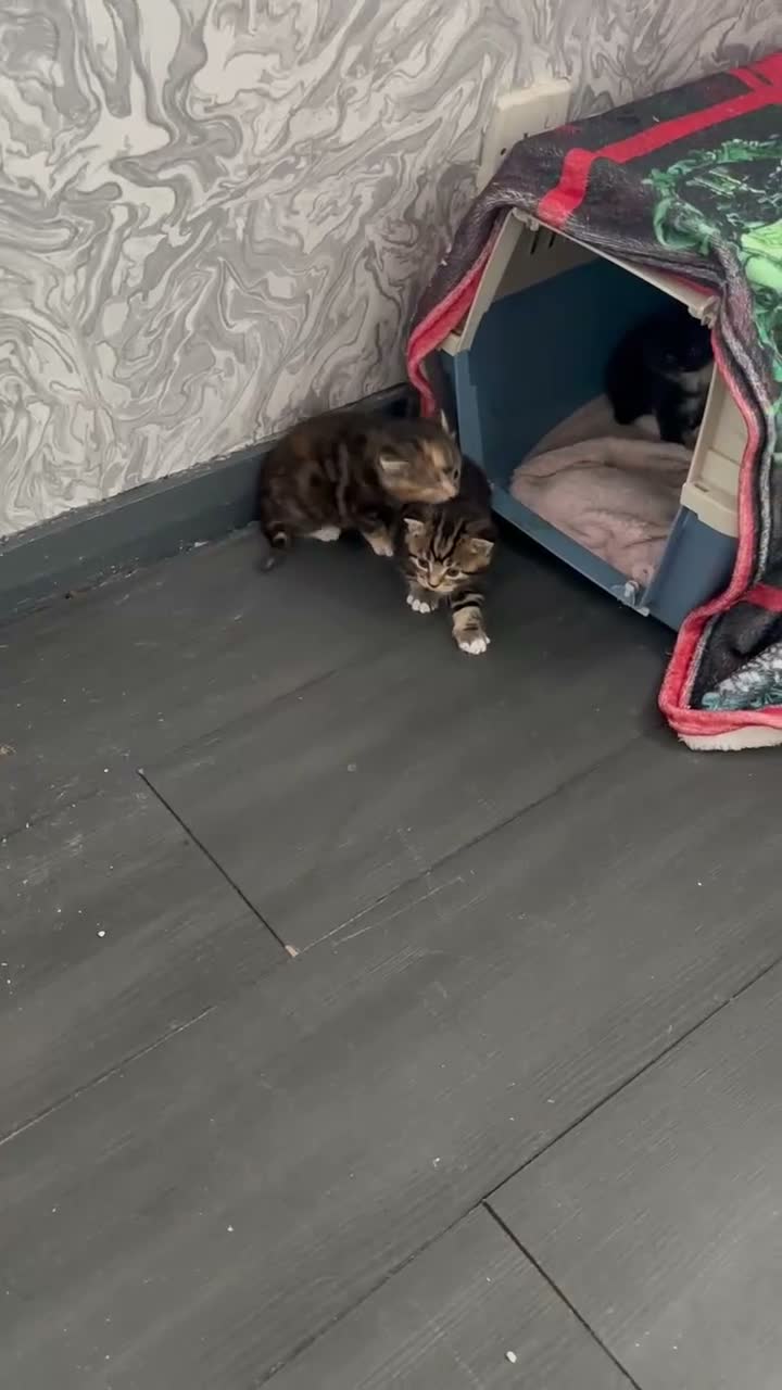 Mixed Breed cats for sale: Kittens for sale - Video 2