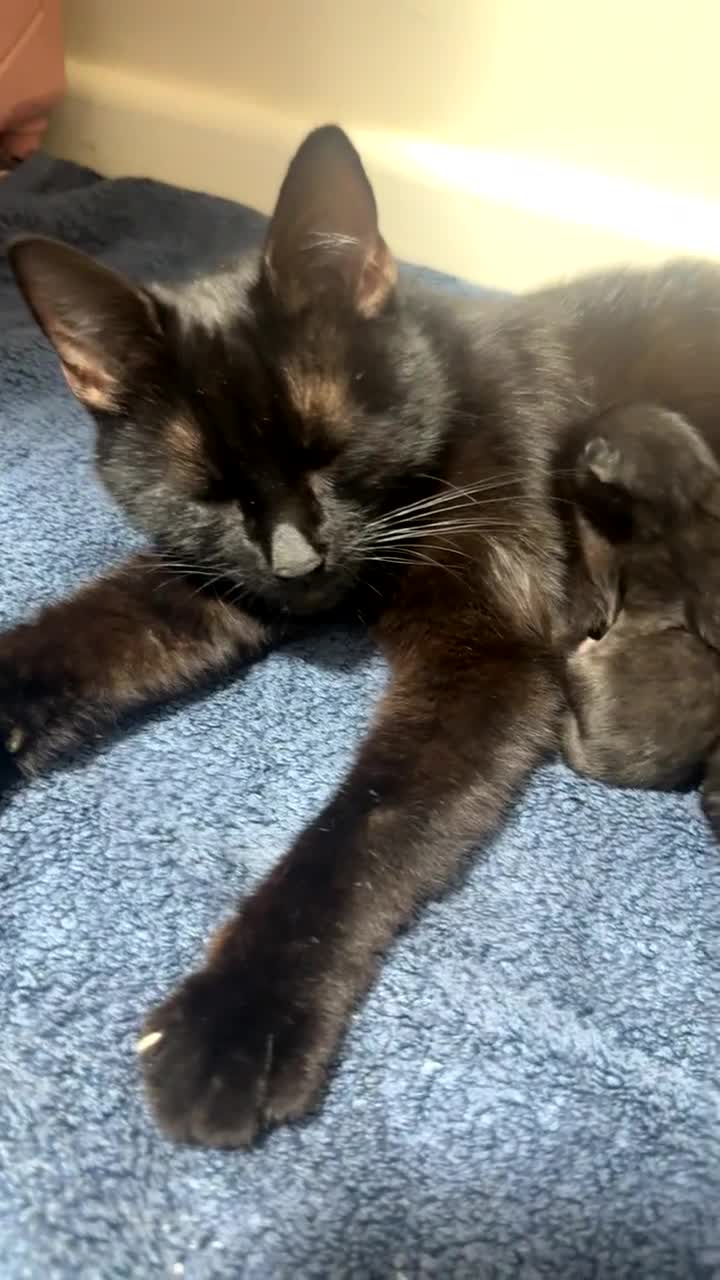 Mixed Breed cats for sale: Mother cat & 4 kittens- rehoming together (urgent) - Video 1