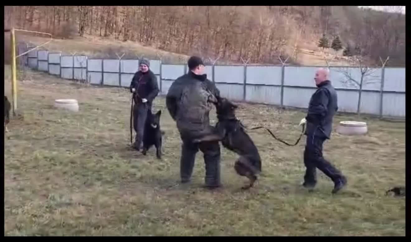 German Shepherd dogs for sale: Pick of Litter "Zeus" – DDR Working Line GSD - Video 4