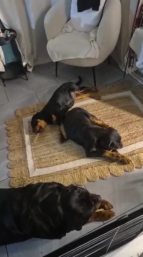 Rottweiler dogs for sale: 13 week old girl Rottweilers in Cardiff - Video 1