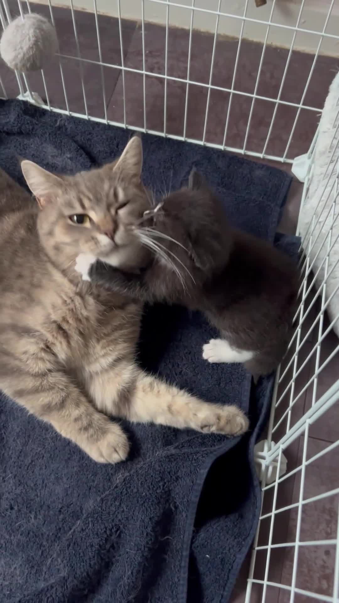 Mixed Breed cats for sale: 3 gorgeous fluffy kittens available. - Video 1