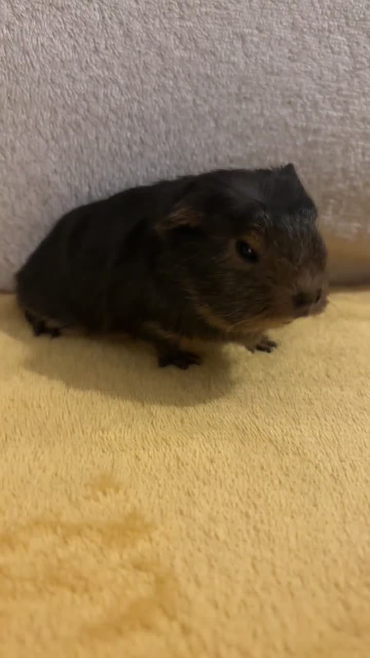 Guinea Pig rodents for sale: Female Californian x Swiss baby guinea pigs - Video 2