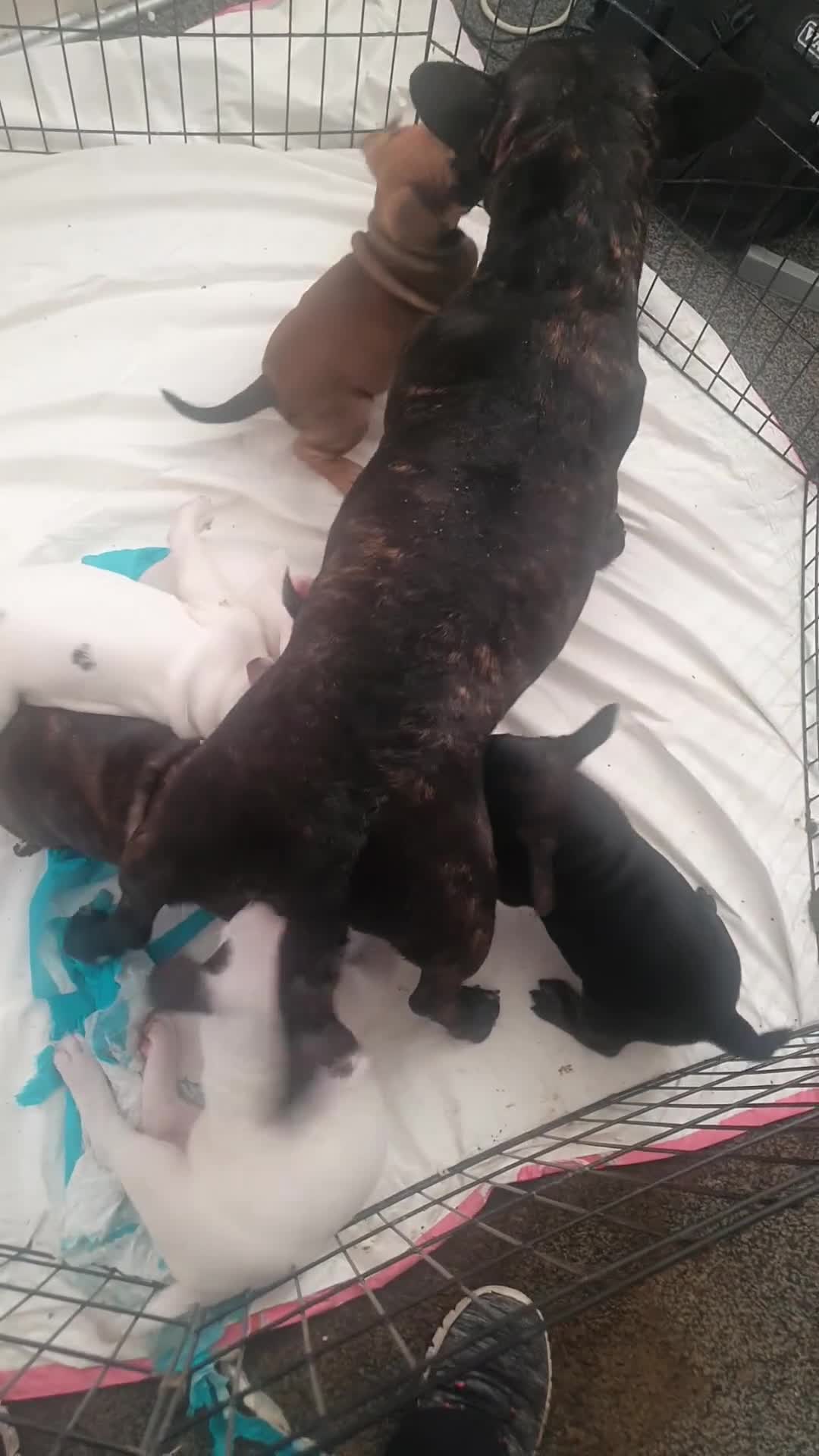 Mixed Breed dogs for sale: Oldtyme x bulldogs - Video 1
