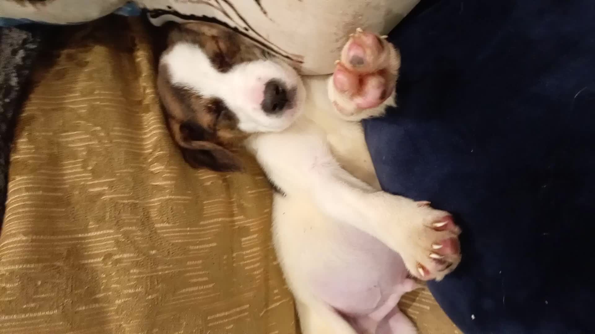 Mixed Breed dogs for sale: Beagle X Jack Russell  puppys  - Video 1