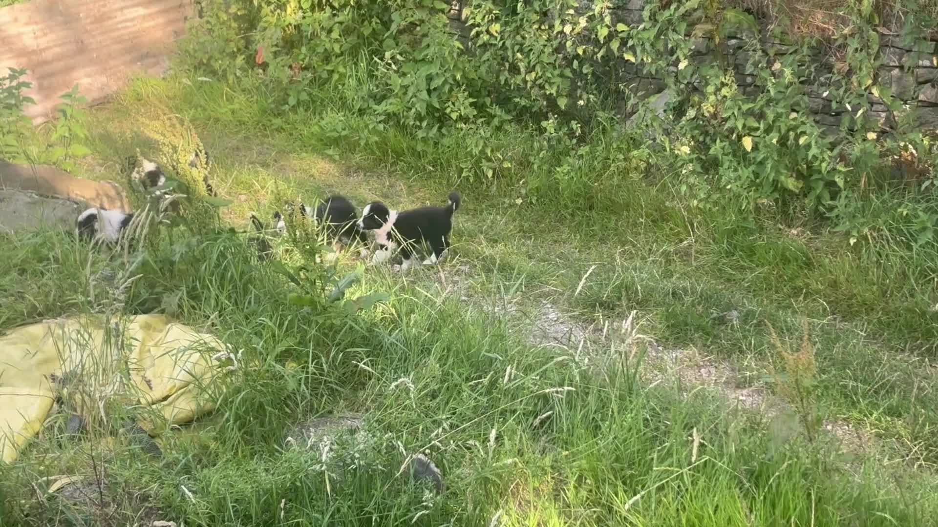 Border Collie dogs for sale: 6 Male Border Collie Puppies For Sale in Lancaster - Video 1