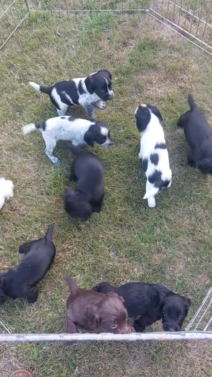 Sprocker dogs for sale: Working Sprocker pups for sale in Sheffield - Video 1