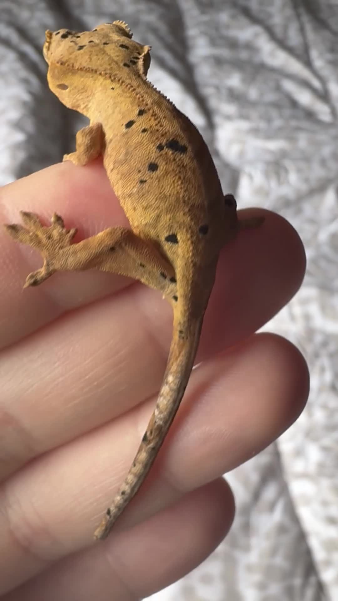 Gecko reptiles for sale: Crested Gecko Babies - Video 5