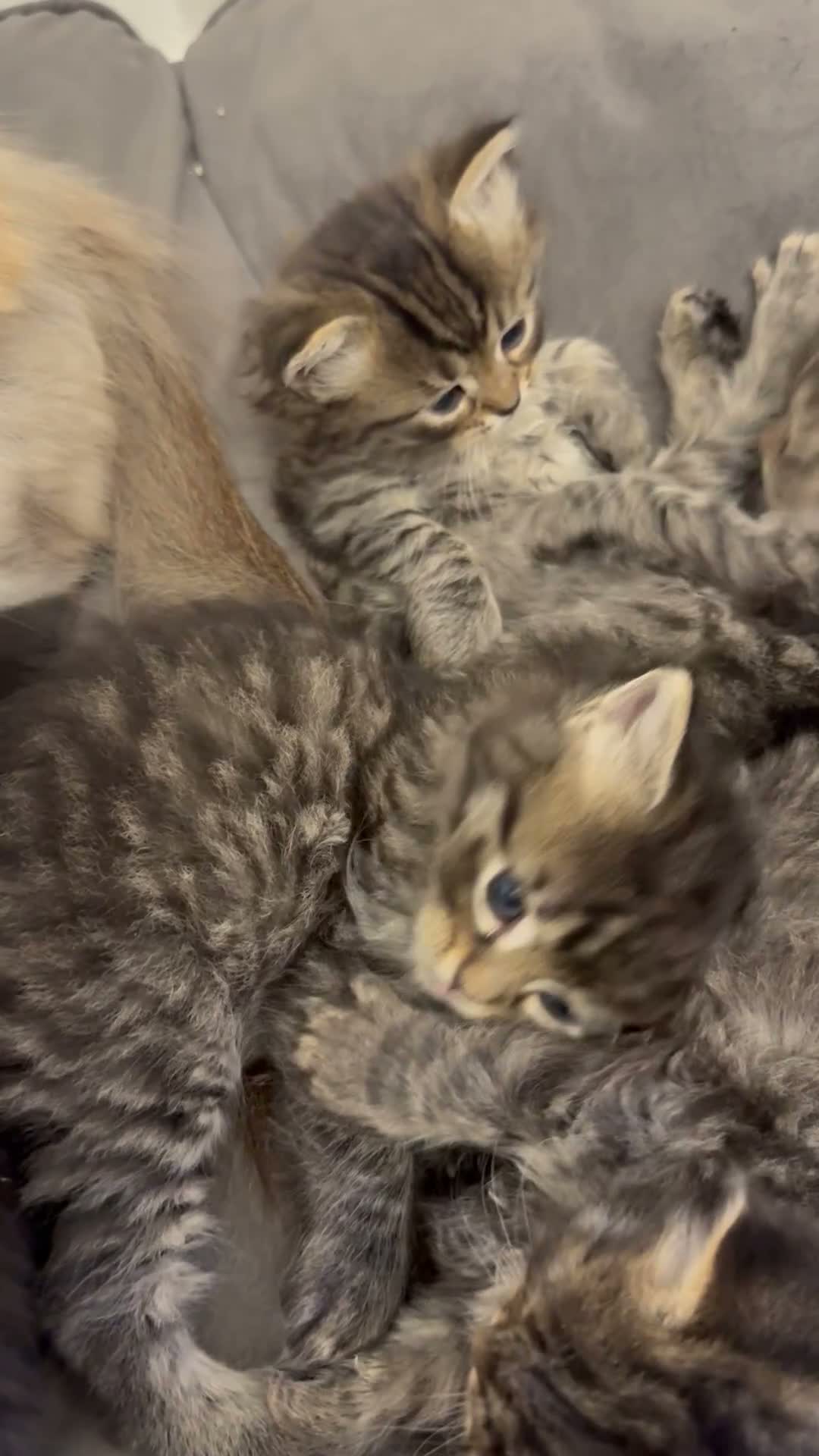 Ragcoon cats for sale: 8 RAGDOL X MAINCOON KITTENS🐱 - Video 4