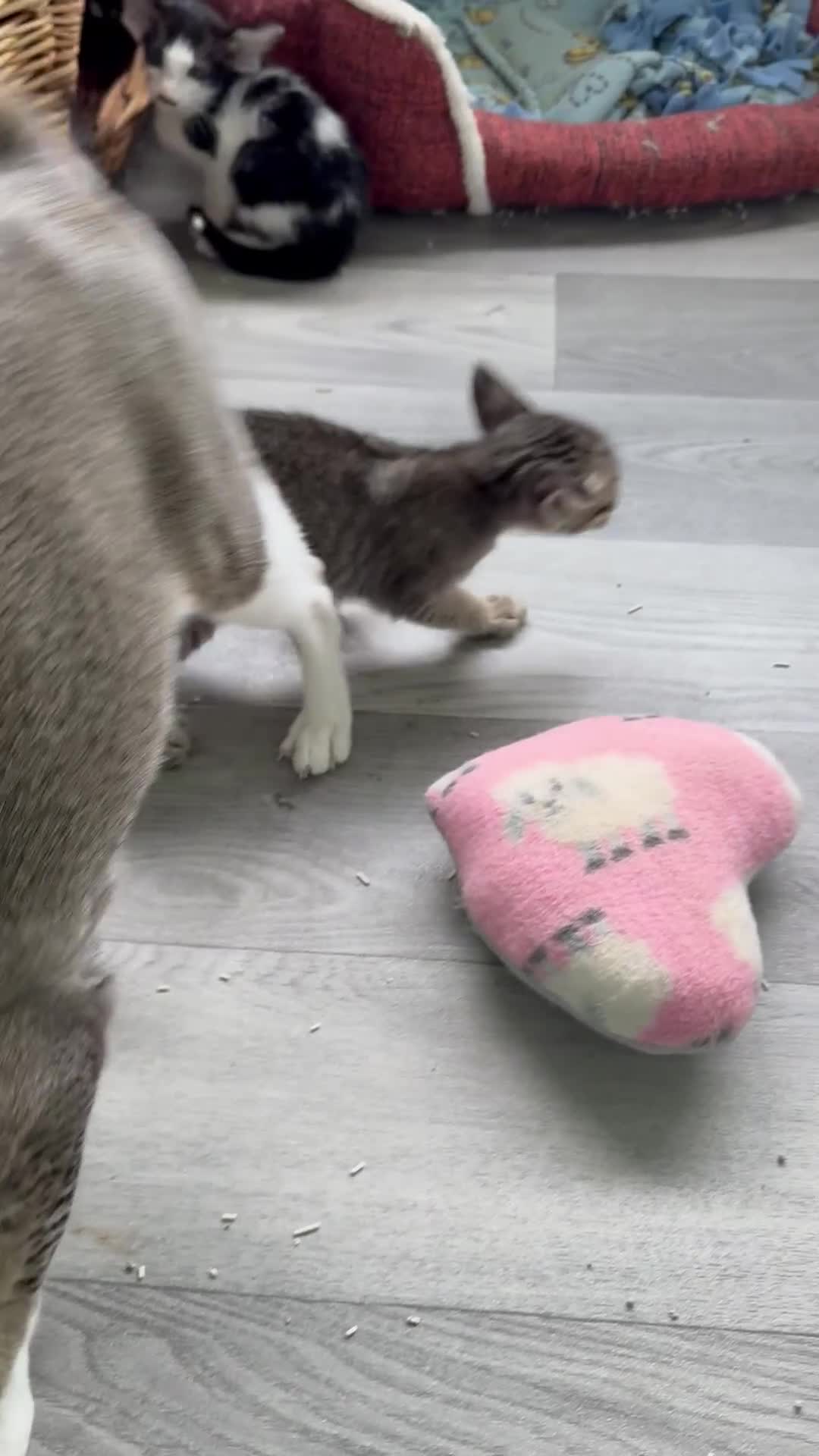 Oriental cats for sale: Pedigree Oriental Kittens  - Video 1