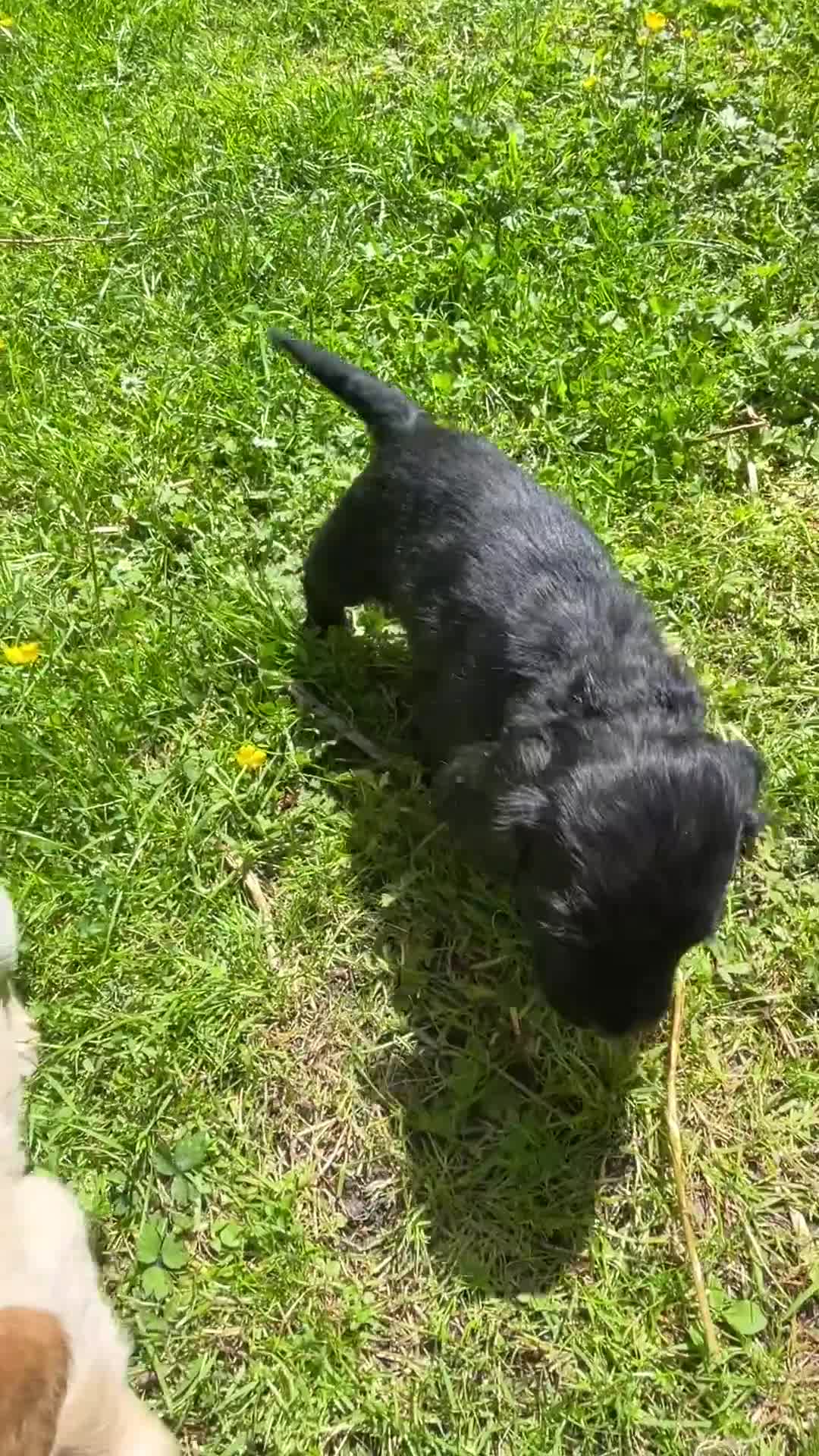 Cocker Spaniel dogs for sale: KC Reg Beautiful Working Cocker puppies DNA tested - Video 2