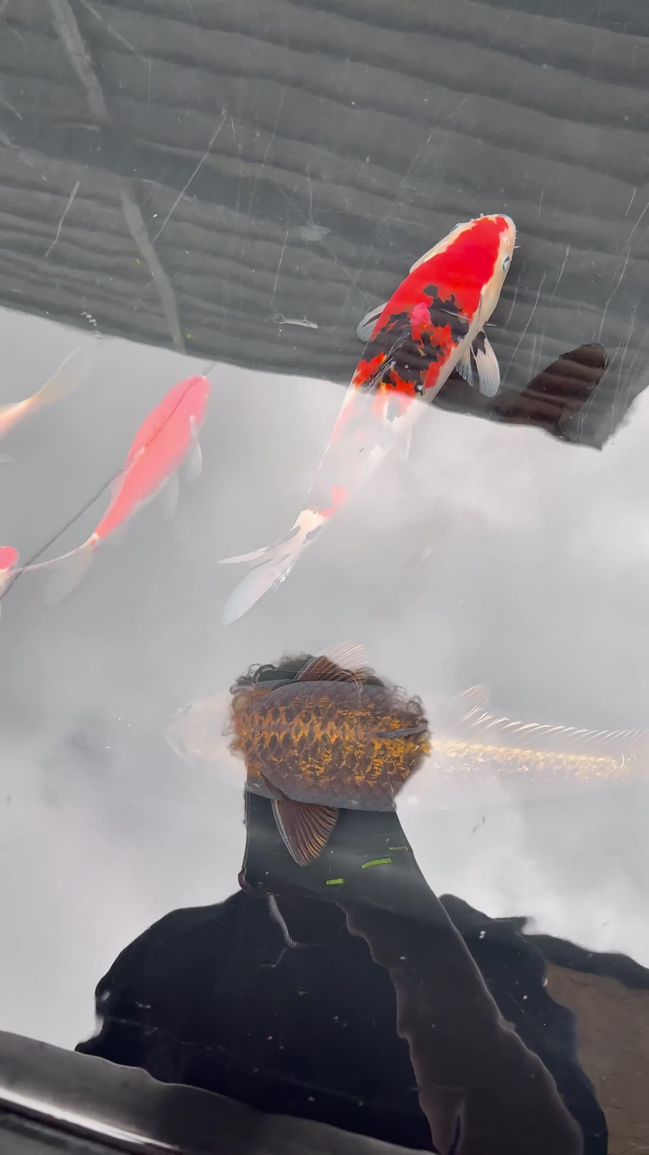 Koi Carp fish for sale: Koi carp  - Video 1
