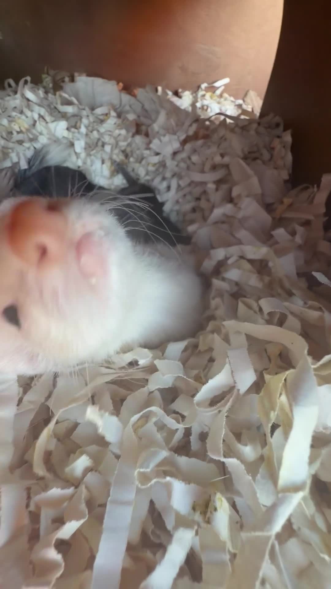 Ferret rodents for sale: Pedigree Full and Semi Angora Kits  - Video 1