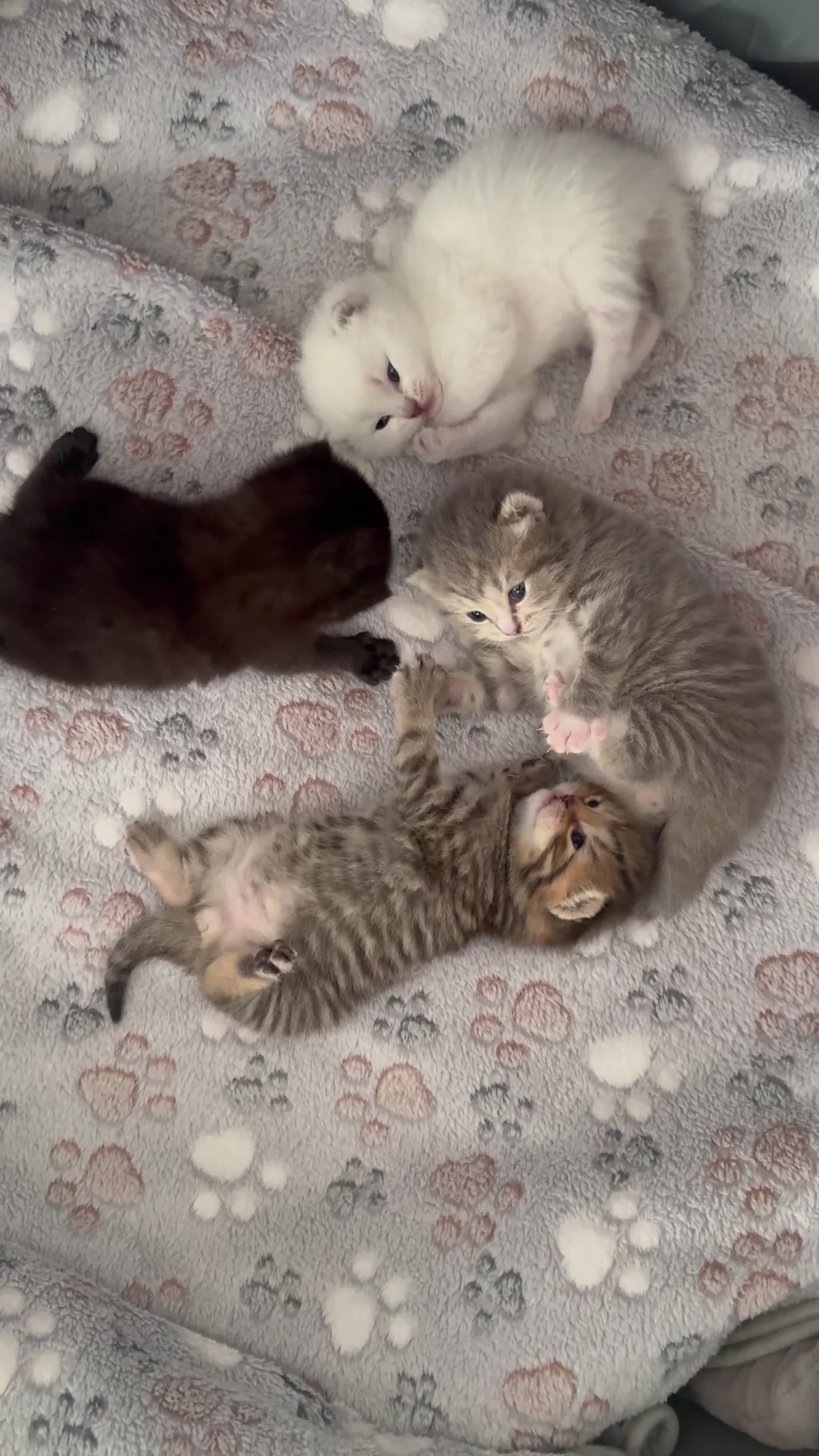 British Shorthair cats for sale: Purebred British Shorthair Kittens in Brighton - Video 1