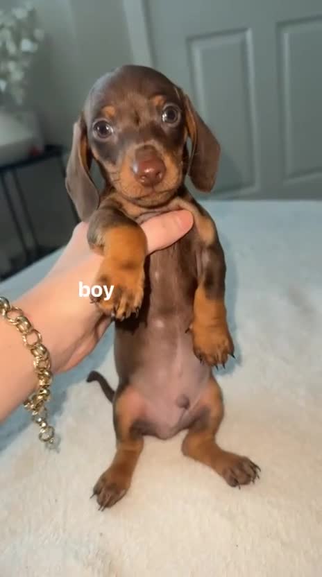Dachshund dogs for sale: True miniature chocolate and tan dachshund - Video 1