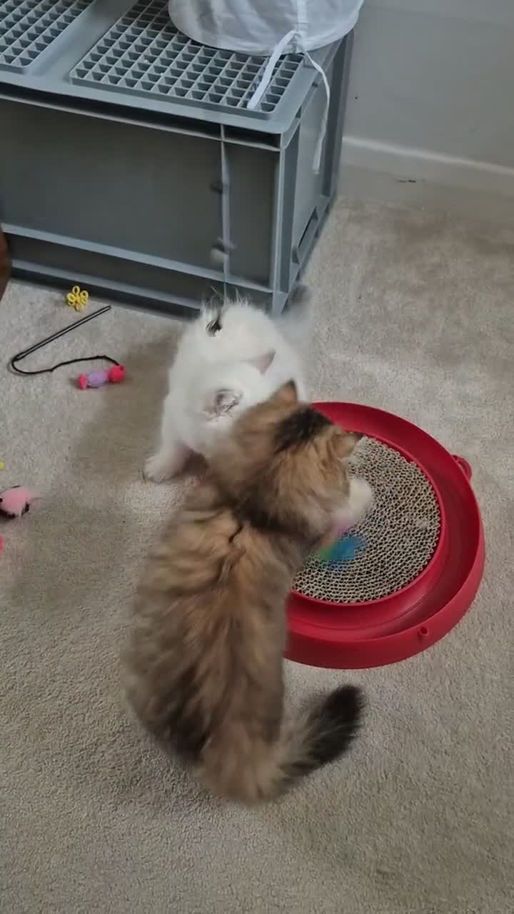 British Longhair cats for sale: BLH & BSH sisters  - Video 1