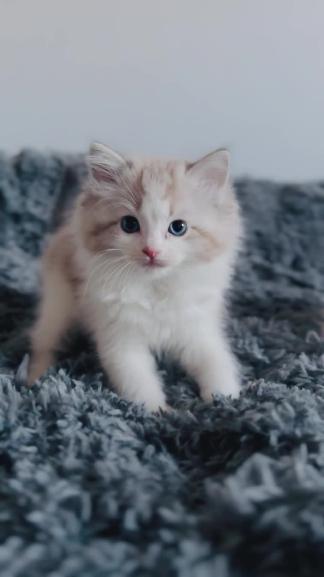 Ragdoll cats for sale: 🩷🐾Tica full Pedigree🐾EU Ragdoll 🐱🐾DNA Clear - Video 4