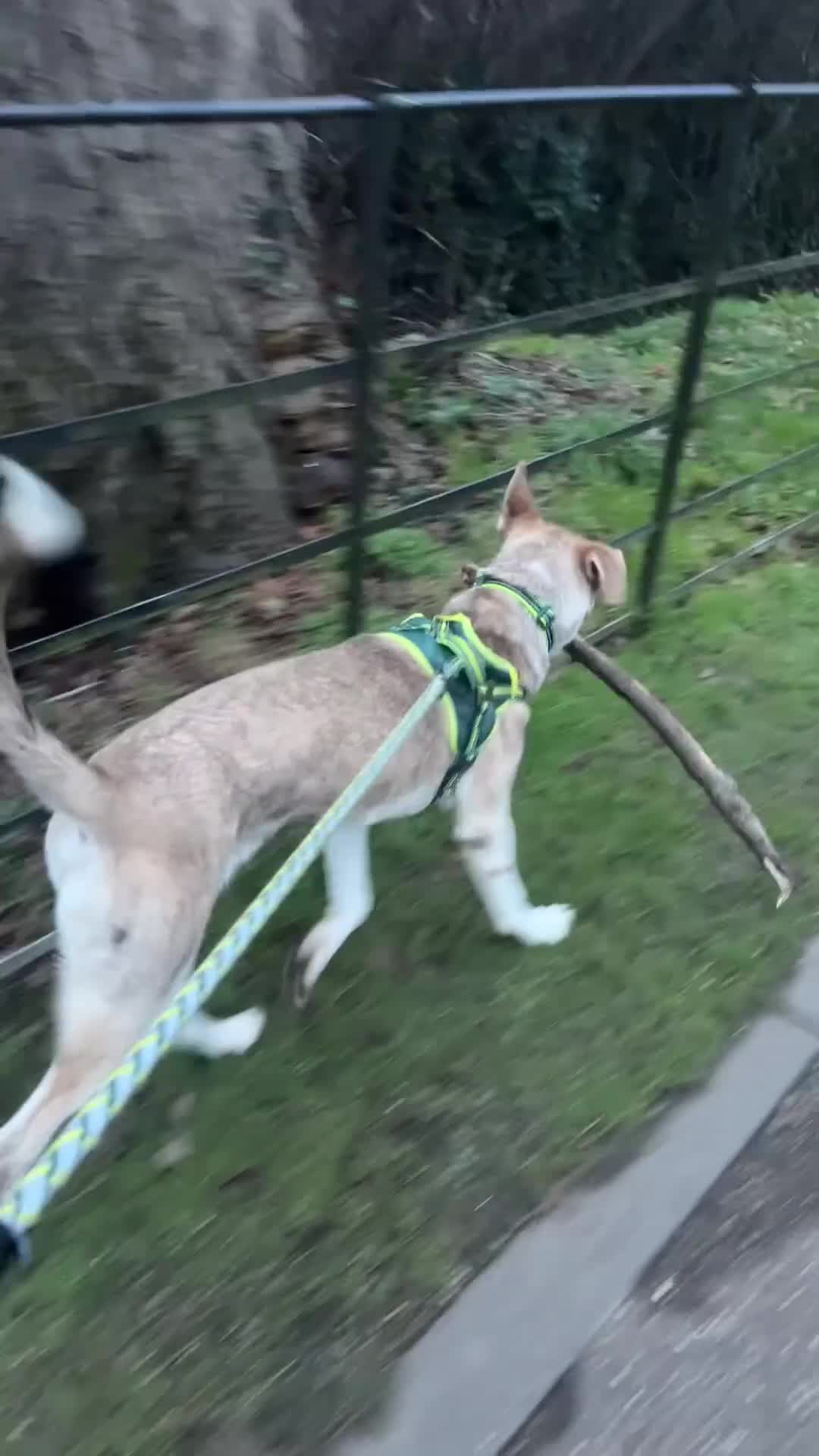 Mixed Breed dogs for sale: Dog for sale - Video 2