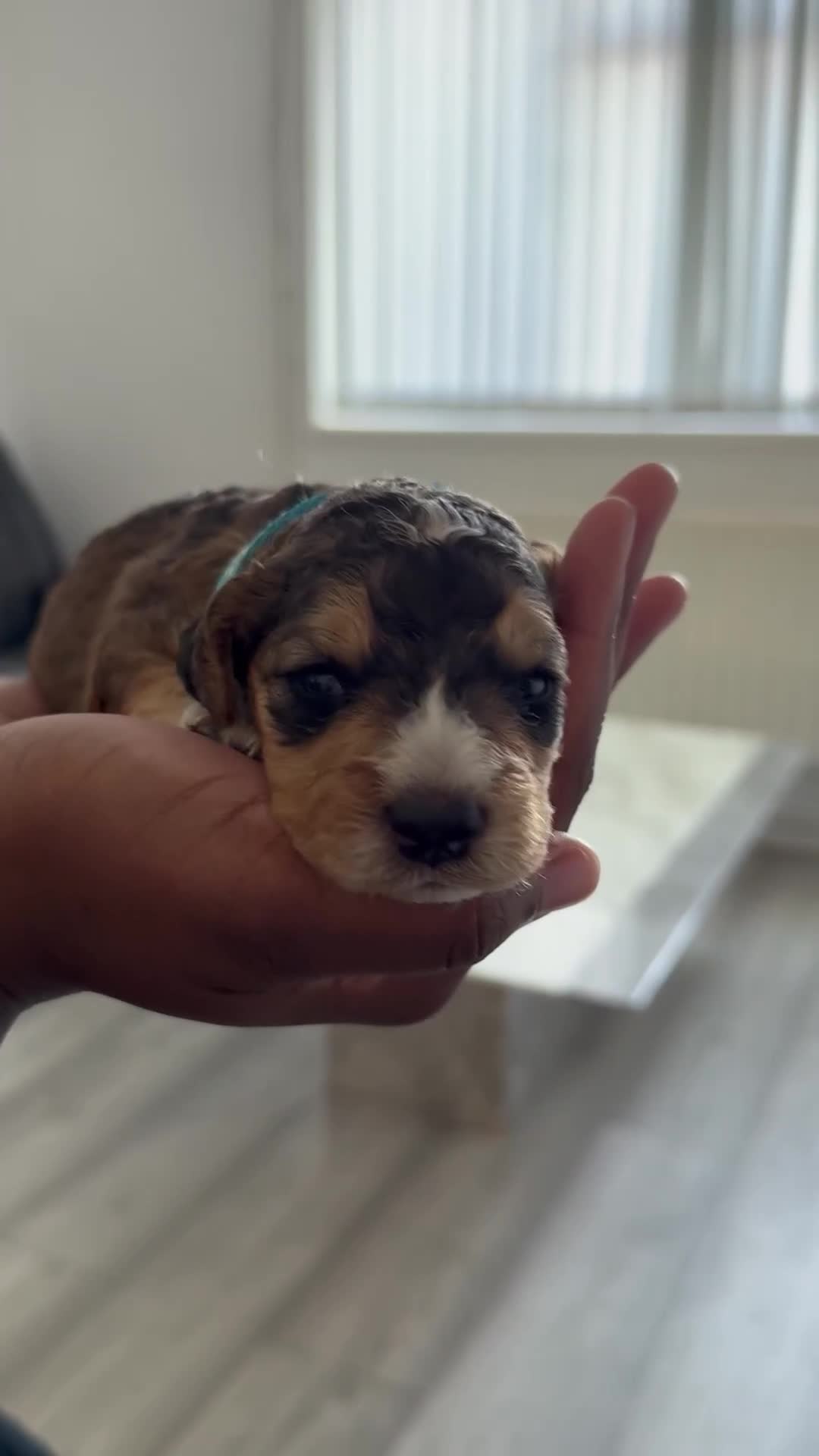 Cockapoo dogs for sale: 5 Beautiful Cockapoo Puppies  - Video 5