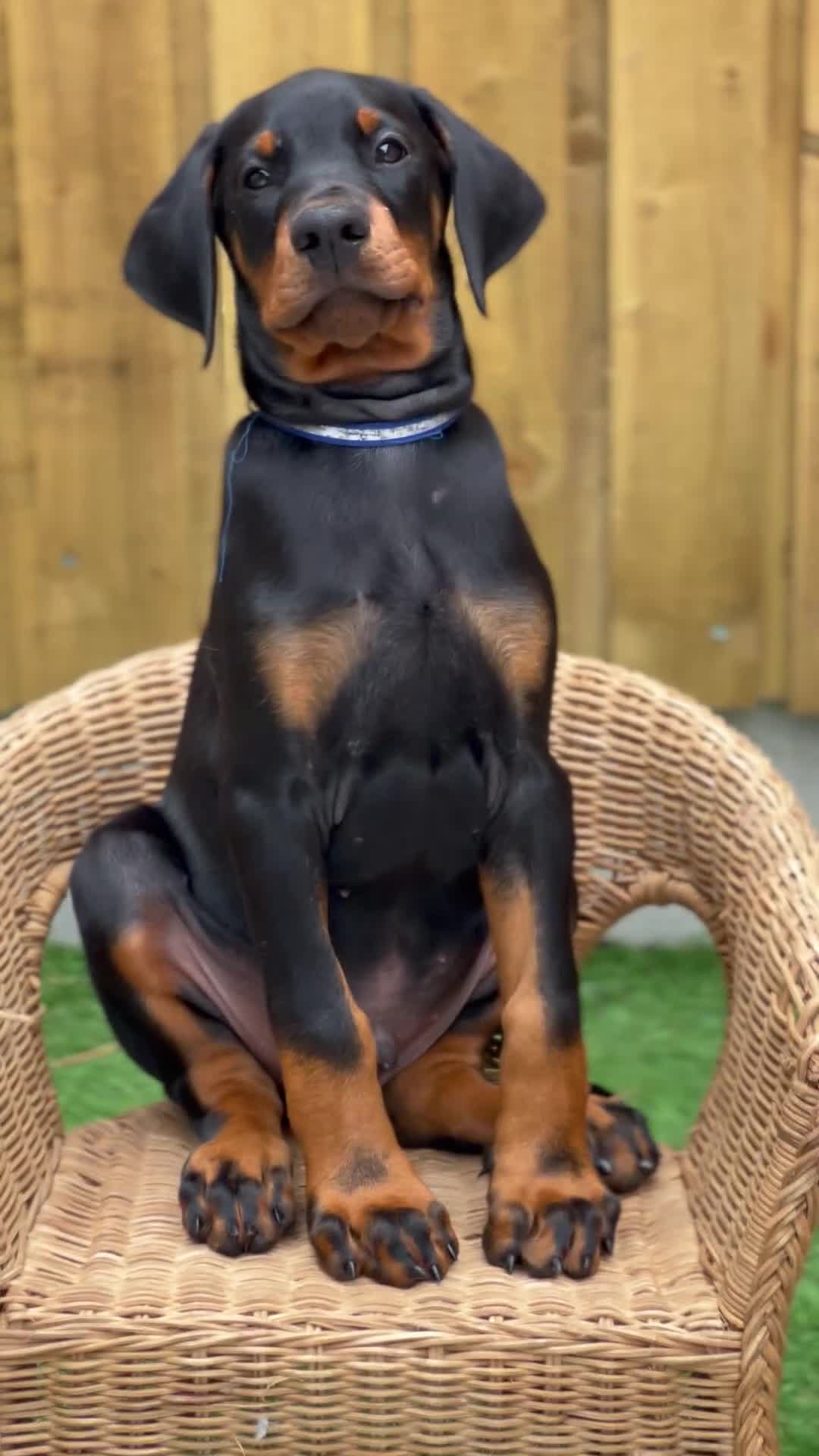 Dobermann dogs for sale: Exceptional Confident European Doberman puppies - Video 5