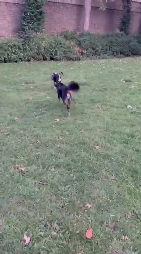 Mixed Breed dogs for adoption: Meet Lokum – Gentle Soul Doberman Mix - Video 1