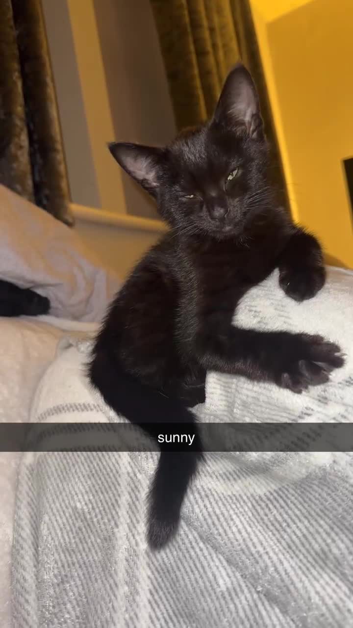 Bombay cats for sale: two gorgeous black males  - Video 1