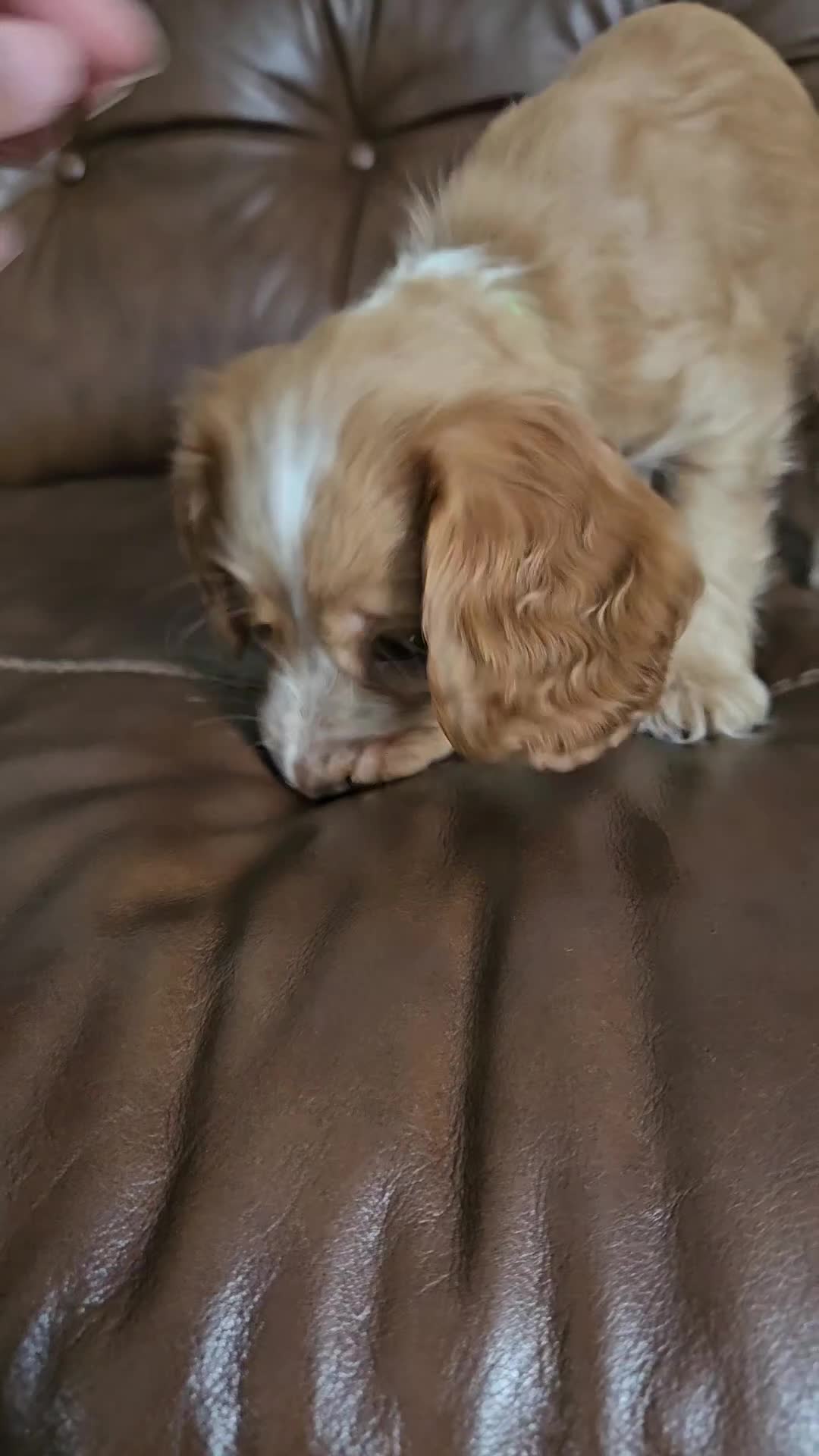 Cocker Spaniel dogs for sale: LAST 1l2: Show Cocker Spaniel Males 💛💚 - Video 2