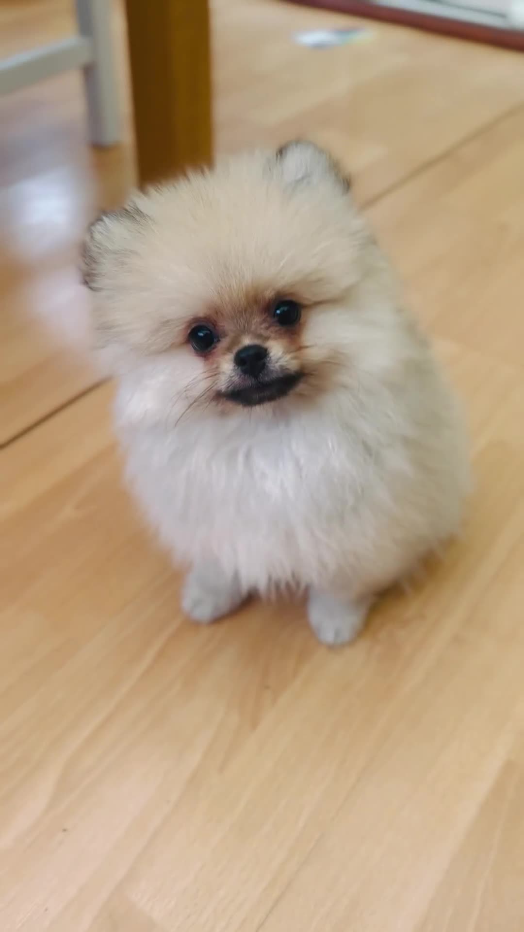 Pomeranian dogs for sale: *READY NOW!* 2 Beautiful Pomeranian Puppies - Video 1