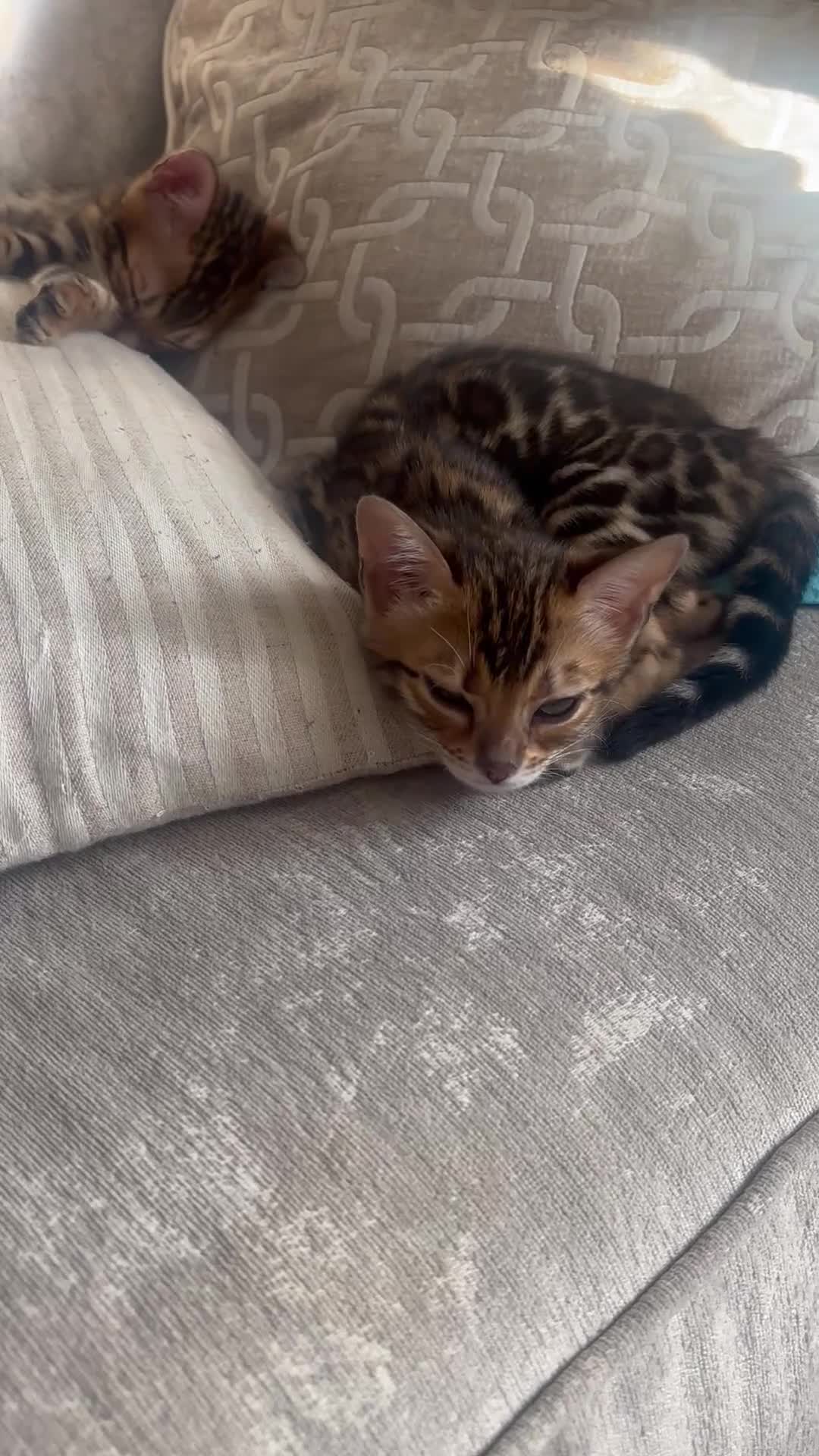 Bengal cats for sale: Pure bred Glitter Coat Bengal Kittens  - Video 4