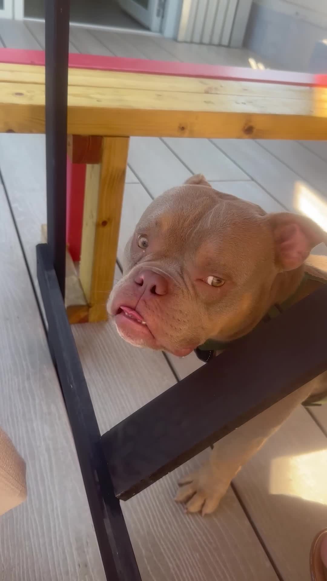 American Bully dogs for sale: Exotic Bully pup - Video 3