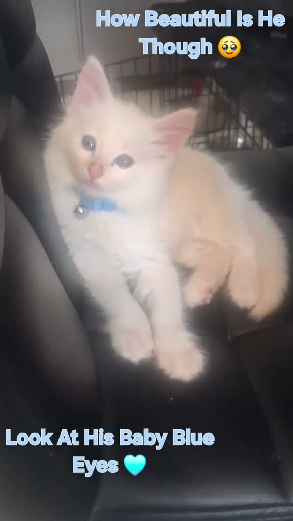 Norwegian Forest Cat cats for sale: HALF Norwegian Forest Kitten 💙 - Video 2