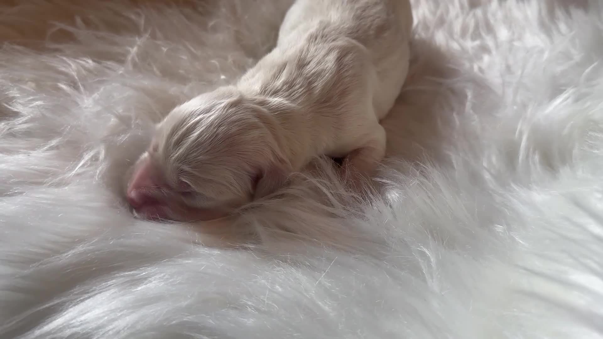 Golden Retriever dogs for sale: Superb Golden Retriever Kennel Club Registered  - Video 1